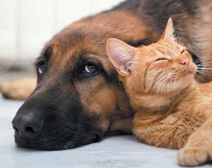 pets-dog-and-cat
