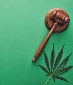 legal-marijuana